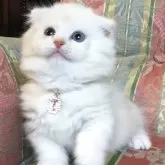 ミヌエット(短足)
