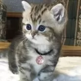 ミヌエット(短足)