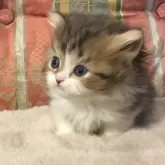 ミヌエット(短足)