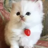 ミヌエット(短足)