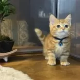 ミヌエット(短足)