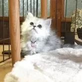 ミヌエット(長足)