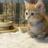 ミヌエット(短足)【福島県・男の子・2025年9月1日・レッドタビー】の写真2