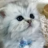 ミヌエット(短足)【福島県・男の子・2025年10月26日・ブラウンタビー】の写真2