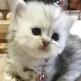 ミヌエット(短足)【福島県・女の子・2025年10月26日・シルバータビー】の写真2