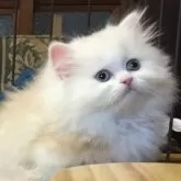 ミヌエット(短足)【福島県・男の子・2025年9月10日・クリームタビー&ホワイト】の写真3