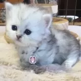 ミヌエット(短足)【福島県・女の子・2025年10月26日・シルバータビー】の写真4