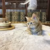 ミヌエット(短足)【福島県・男の子・2025年9月1日・レッドタビー】の写真4