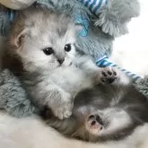 ミヌエット(短足)【福島県・女の子・2025年6月18日・シルバータビー】の写真5