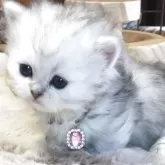 ミヌエット(短足)【福島県・女の子・2025年10月26日・シルバータビー】の写真5