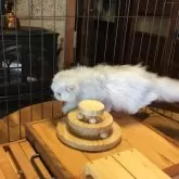 ミヌエット(長足)【福島県・女の子・2025年6月30日・チンチラシルバー】の写真5