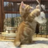 ミヌエット(短足)【福島県・男の子・2025年9月1日・レッドタビー】の写真5