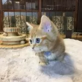 ミヌエット(短足)【福島県・男の子・2025年9月1日・レッドタビー】の写真6