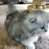 ミヌエット(短足)【福島県・男の子・2025年10月26日・ブラウンタビー】の写真6