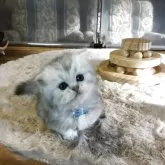 ミヌエット(短足)【福島県・男の子・2025年10月26日・ブラウンタビー】の写真7