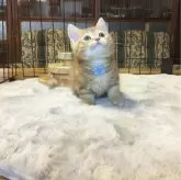 ミヌエット(短足)【福島県・男の子・2025年9月1日・レッドタビー】の写真7