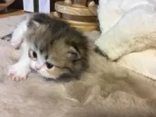 ミヌエット(短足)【福島県・女の子・2026年2月18日・ブラウンタビー&ホワイト】の写真7