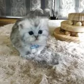 ミヌエット(短足)【福島県・男の子・2025年10月26日・ブラウンタビー】の写真8