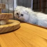 ミヌエット(長足)【福島県・女の子・2025年6月30日・チンチラシルバー】の写真8