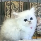 ミヌエット(短足)【福島県・女の子・2025年9月16日・ホワイトバン】の写真8