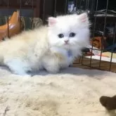 ミヌエット(短足)【福島県・男の子・2025年9月10日・クリームタビー&ホワイト】の写真8