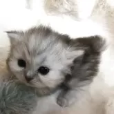 ミヌエット(短足)【福島県・女の子・2025年6月18日・シルバータビー】の写真9