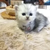 ミヌエット(短足)【福島県・女の子・2025年10月26日・シルバータビー】の写真9