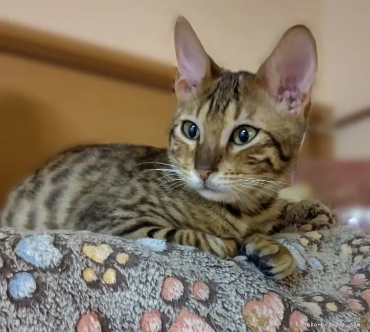 ID:2111-00094の子猫