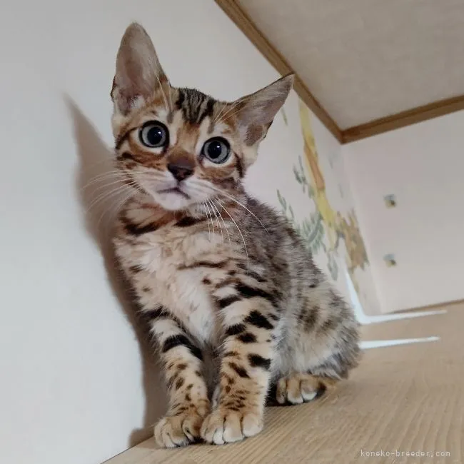 ID:2111-02435の子猫