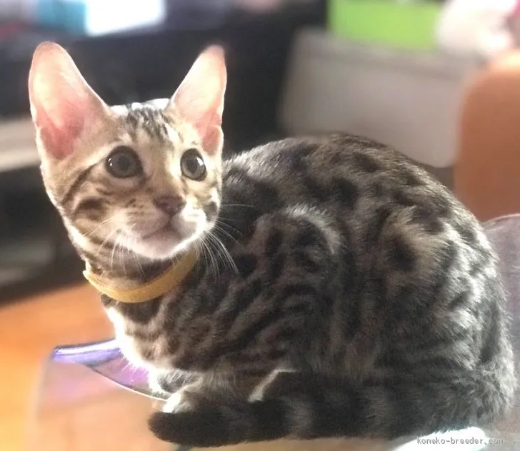 ID：1905-01409の子猫