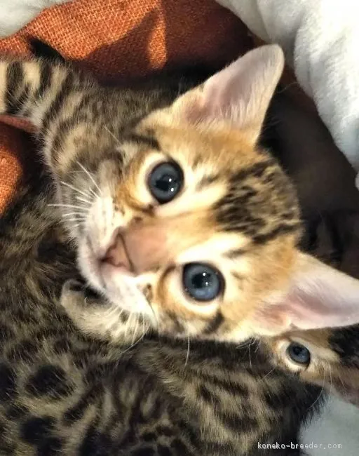 ID：1905-00286の子猫