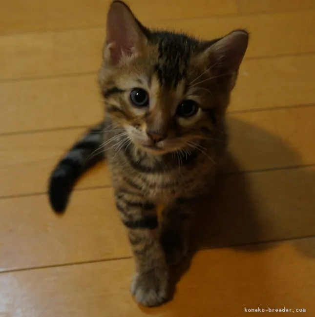 内田 様のお迎えした子猫