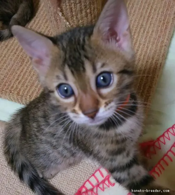ID:1709-01023の子猫