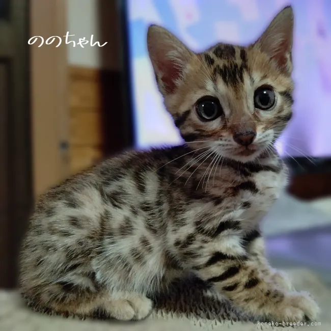 ID：2206-02230の子猫
