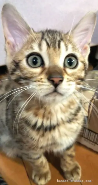 ID：2001-00275の子猫