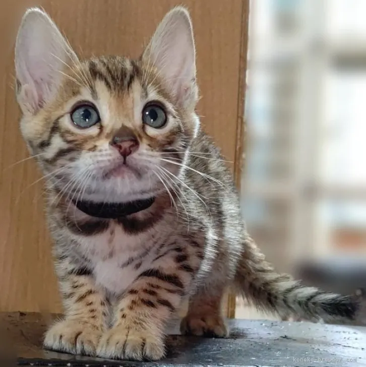 ID:2306-01866の子猫