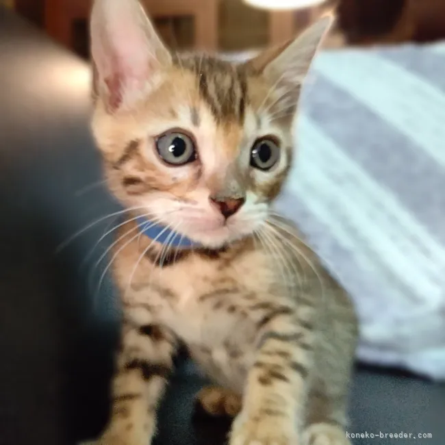 ID：2204-02946の子猫