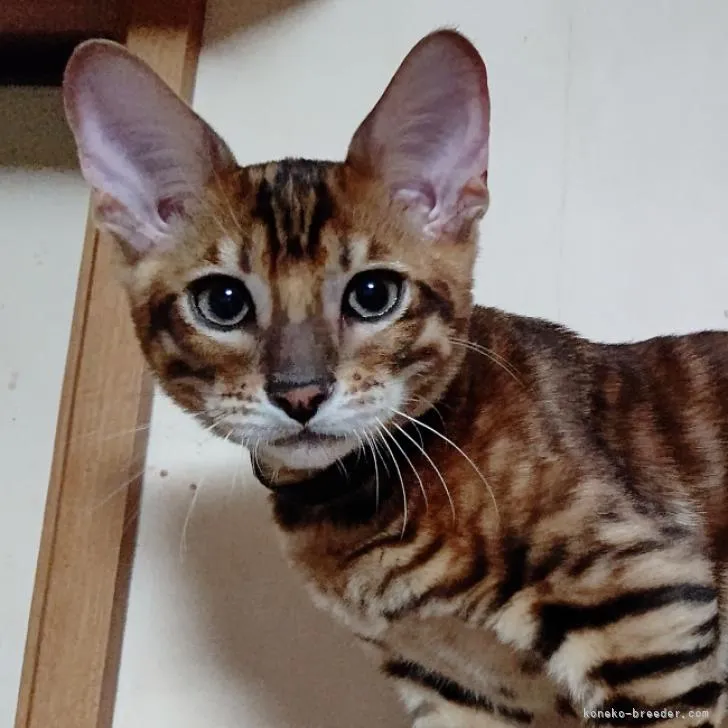 ID：2211-00493の子猫