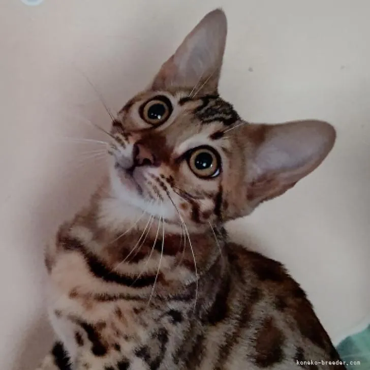 ID:2204-02802の子猫
