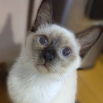 トイボブ【長野県・女の子・2023年3月1日・シールポイント】の写真「世界最小の猫種❣️」