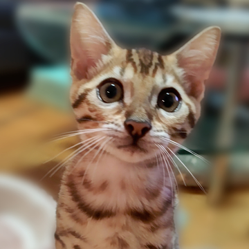 ベンガル【長野県・女の子・2022年4月24日・ブラウンスポテッドタビー】の写真「毛色が薄い茶色なのがキレイ」