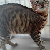 トイガー【・女の子・2020年6月28日・ブラウンマッカレルタビー】