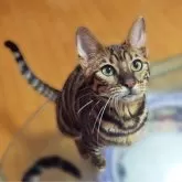 トイガー【長野県・女の子・2025年6月7日・ブラウンマッカレルタビー】の写真8