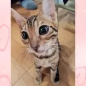 ベンガル【長野県・女の子・2025年8月5日・ブラウンスポテッドタビー】の写真11