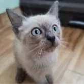 トイボブ【長野県・男の子・2025年6月23日・ブルーミンク】の写真9