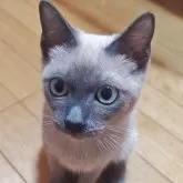 トイボブ【長野県・男の子・2025年6月23日・ブルーミンク】の写真3