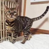 トイガー【長野県・女の子・2025年6月7日・ブラウンマッカレルタビー】の写真3