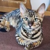 トイガー【長野県・女の子・2025年6月7日・ブラウンマッカレルタビー】の写真15