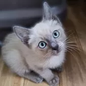 トイボブ【長野県・男の子・2025年6月23日・ブルーミンク】の写真10