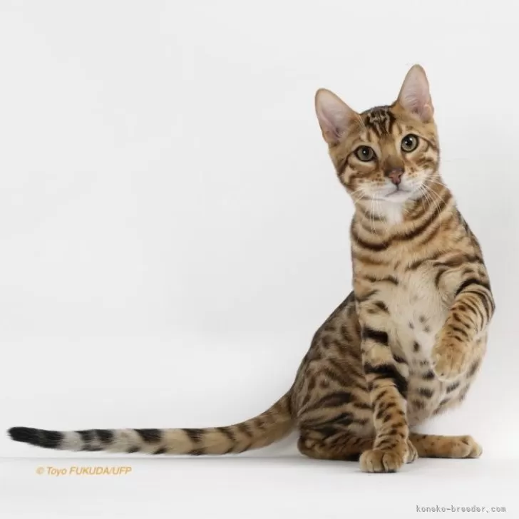 ID:2505-03841の子猫
